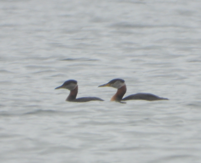 Red-necked Grebe - Helen Butts