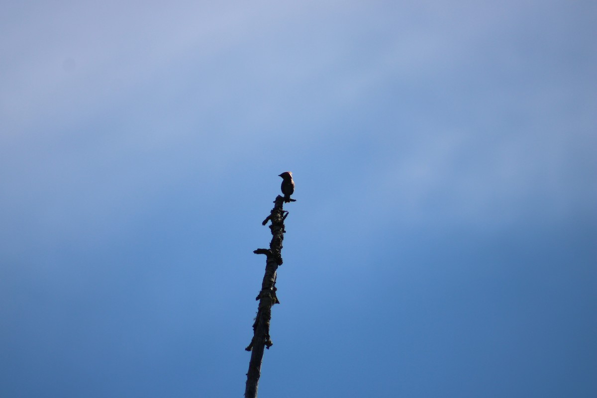 Cedar Waxwing - ML594355511