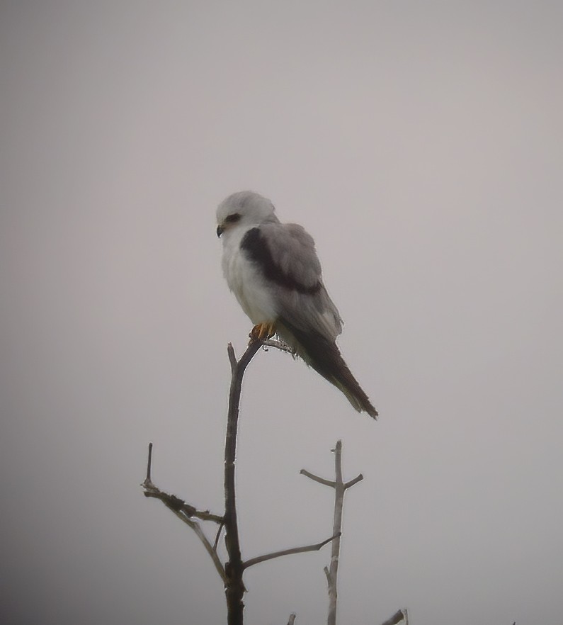 White-tailed Kite - ML594355781