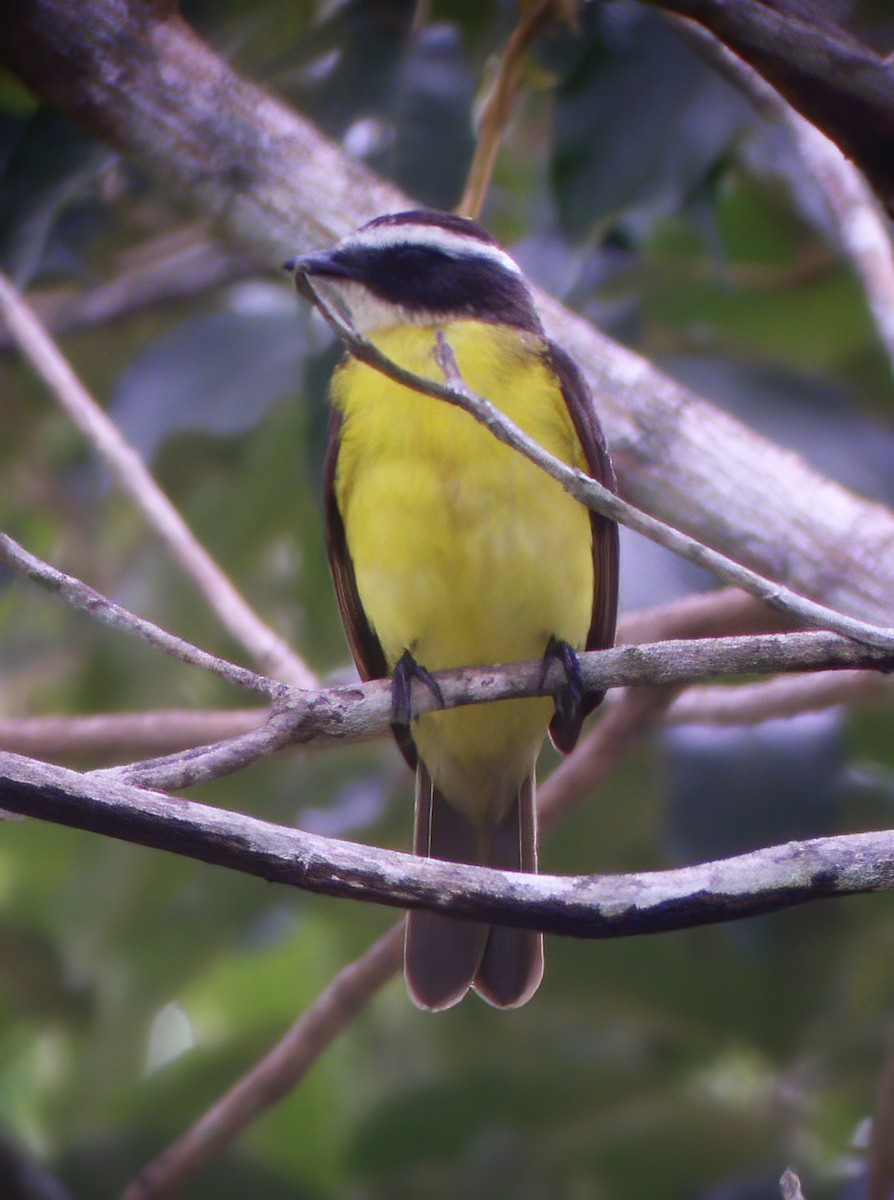 Rusty-margined Flycatcher - ML594355871