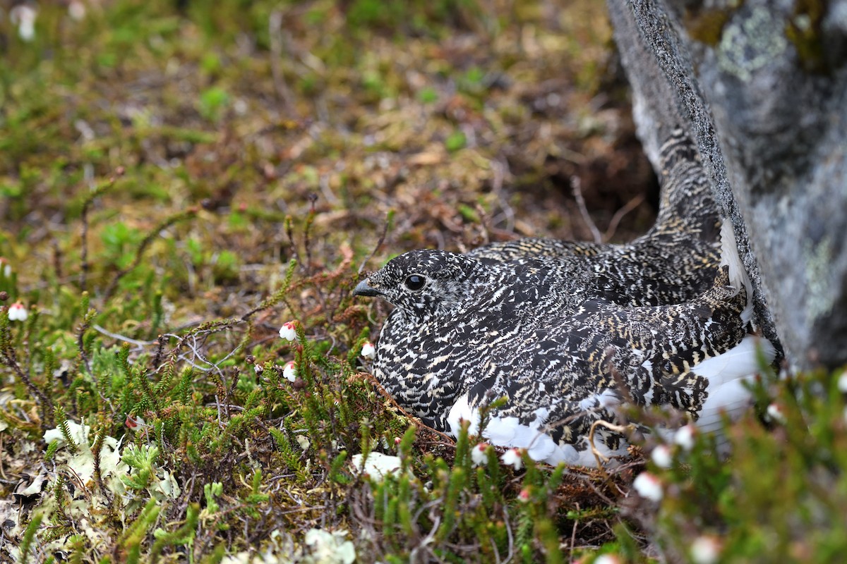 Weißschwanz-Schneehuhn - ML594356031