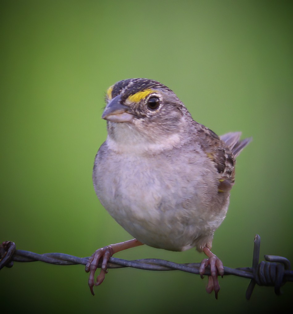 Grassland Sparrow - ML594356091