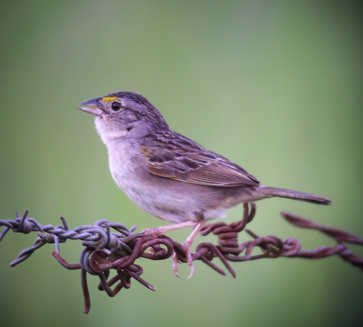 Grassland Sparrow - ML594356101