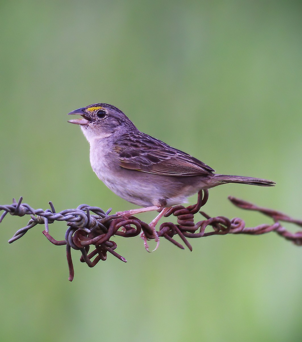 Grassland Sparrow - ML594356111