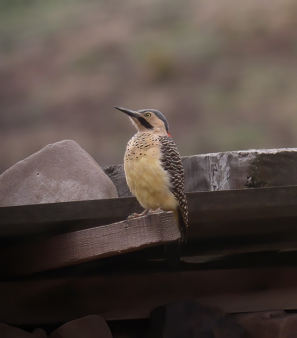 Andean Flicker - Gary Rosenberg