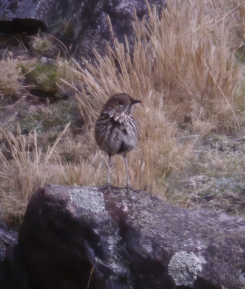 Stripe-headed Antpitta - Gary Rosenberg