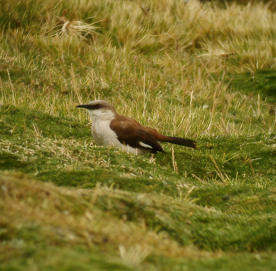 White-bellied Cinclodes - ML594356591