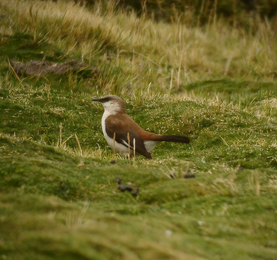 White-bellied Cinclodes - ML594356601