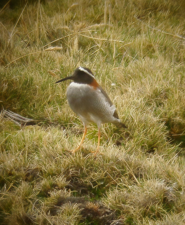 Diademed Sandpiper-Plover - ML594356641