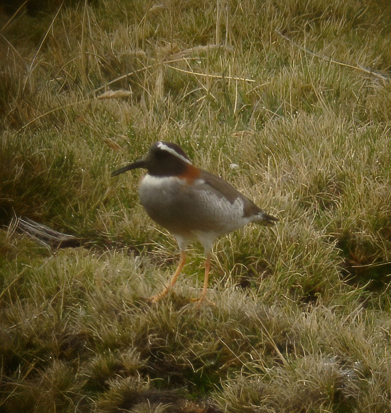 Diademed Sandpiper-Plover - ML594356651