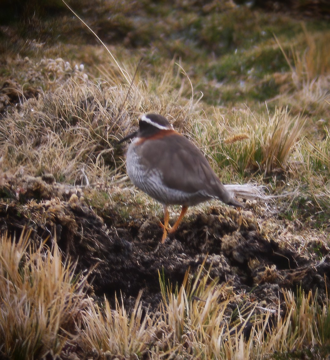 Diademed Sandpiper-Plover - ML594356661