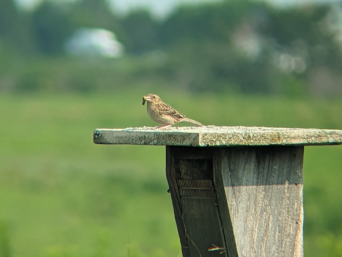 Grasshopper Sparrow - ML594357321