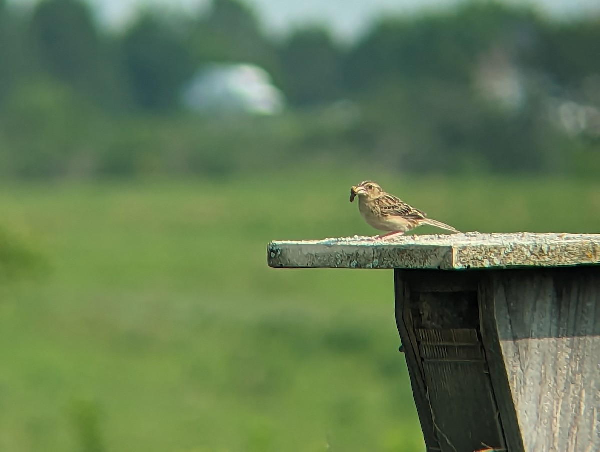 Grasshopper Sparrow - ML594357331