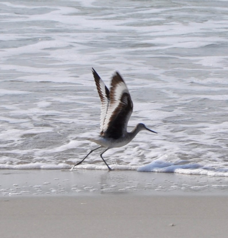 Willet - ML594357471