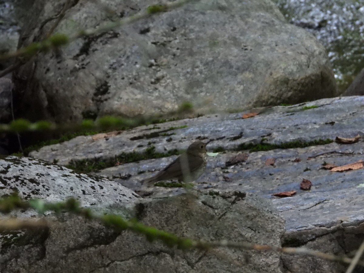 Hermit Thrush - Denis Provencher COHL