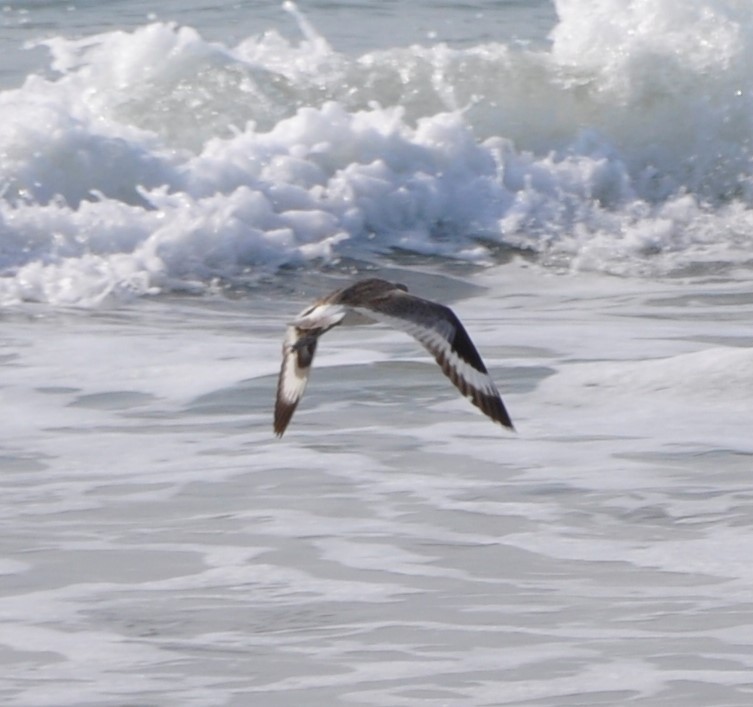 Willet - ML594357501