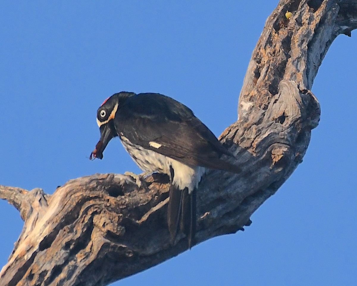 Acorn Woodpecker - ML594359051