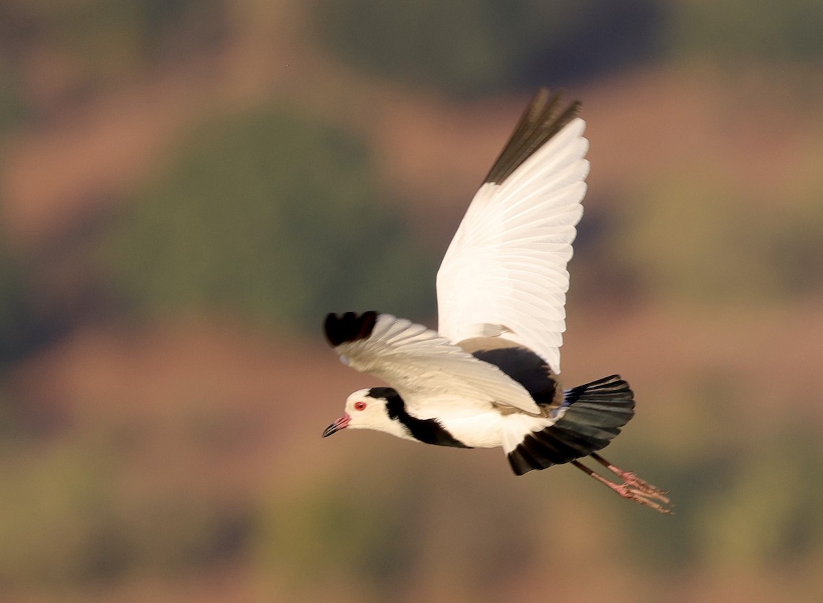 Long-toed Lapwing - Ken Oeser