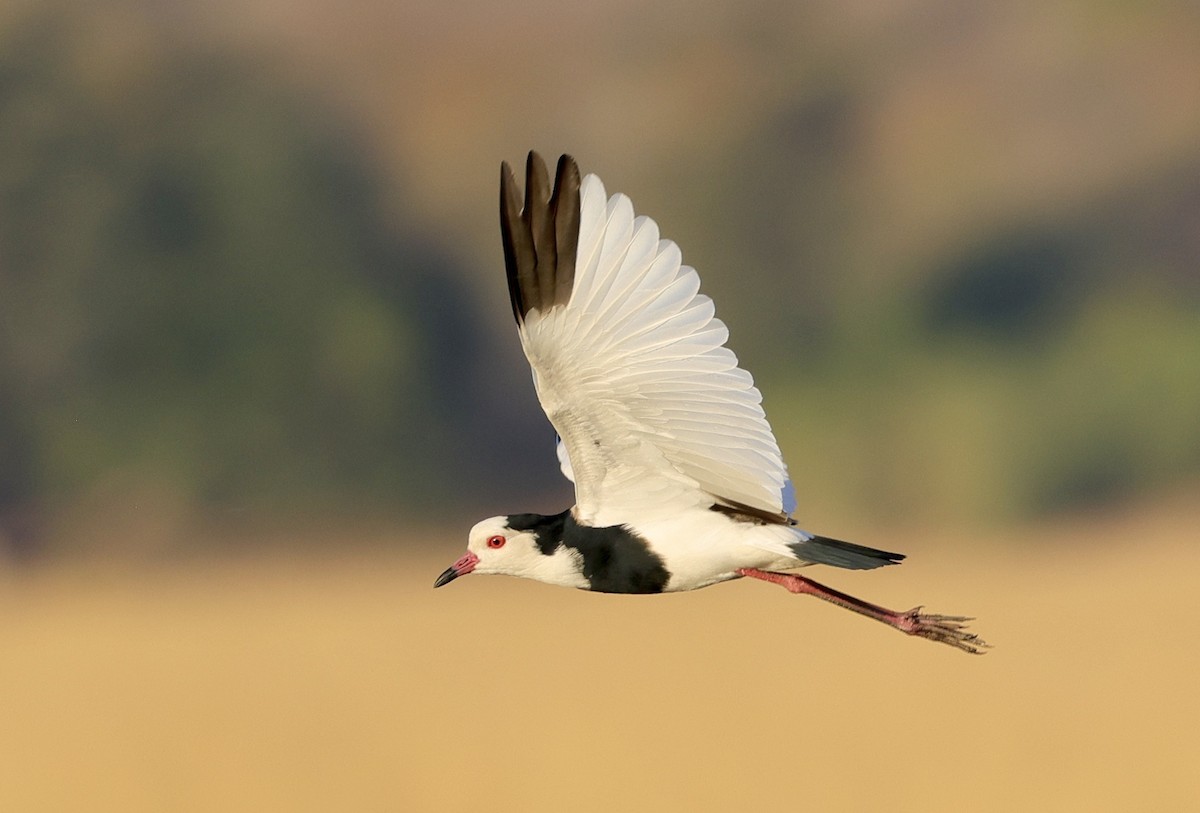 Long-toed Lapwing - Ken Oeser