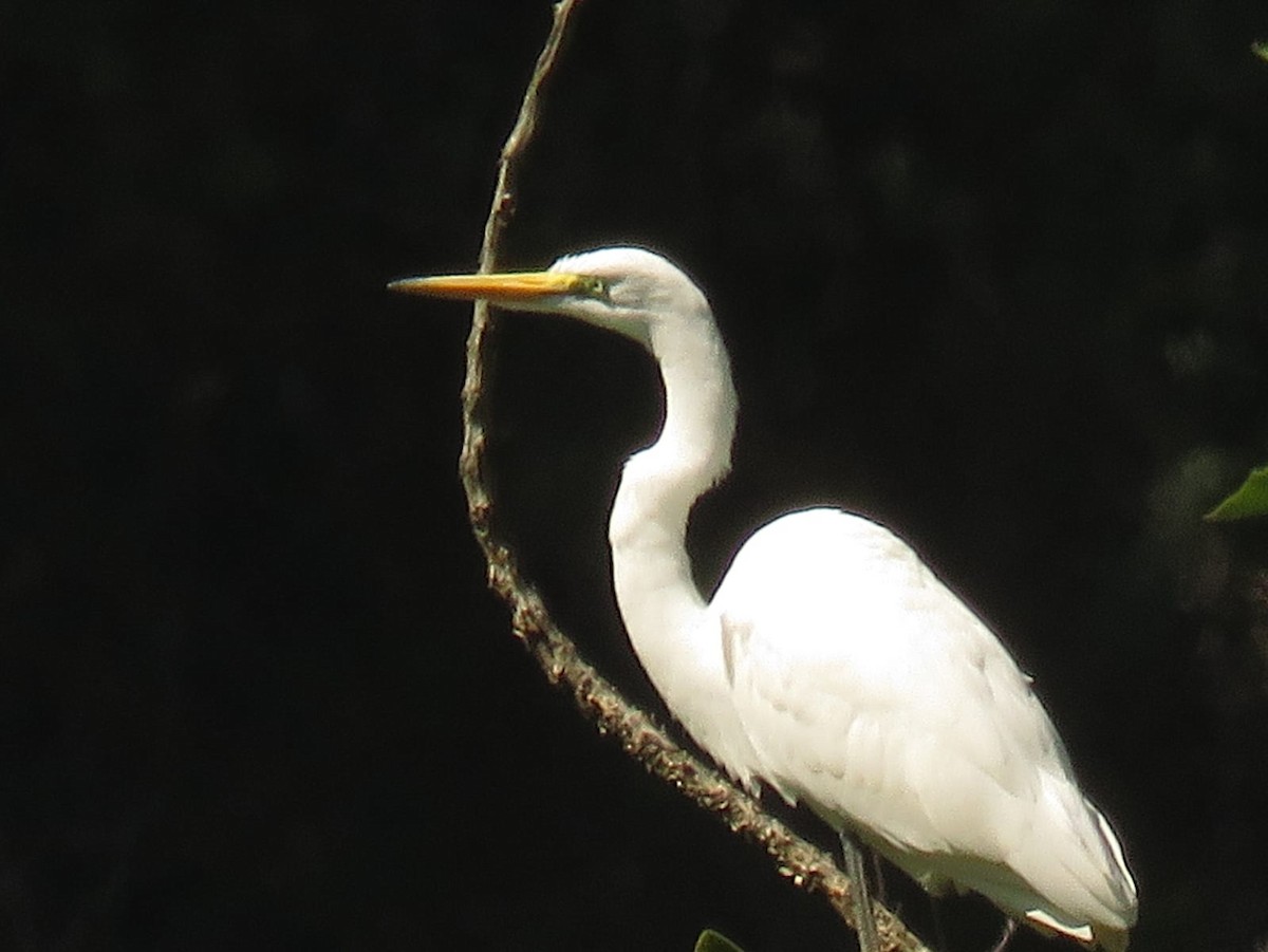 Great Egret - ML594363331