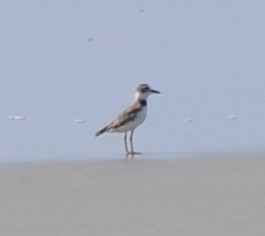 Wilson's Plover - ML594365431