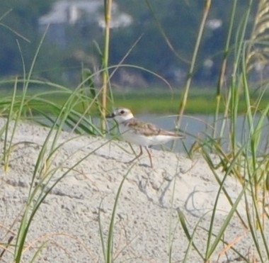 Wilson's Plover - ML594365511