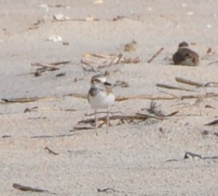 Wilson's Plover - ML594365561