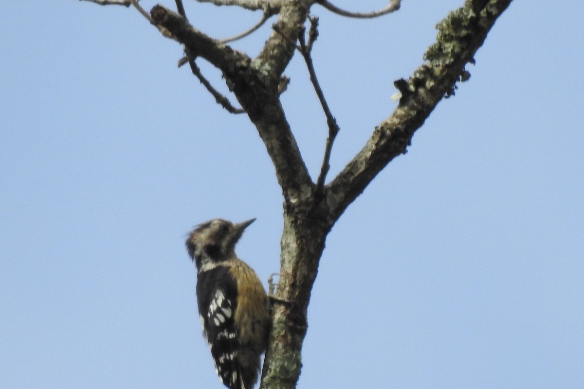Gray-capped Pygmy Woodpecker - ML594366051