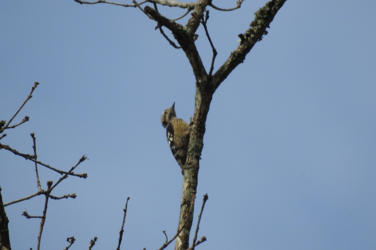 Gray-capped Pygmy Woodpecker - ML594366061