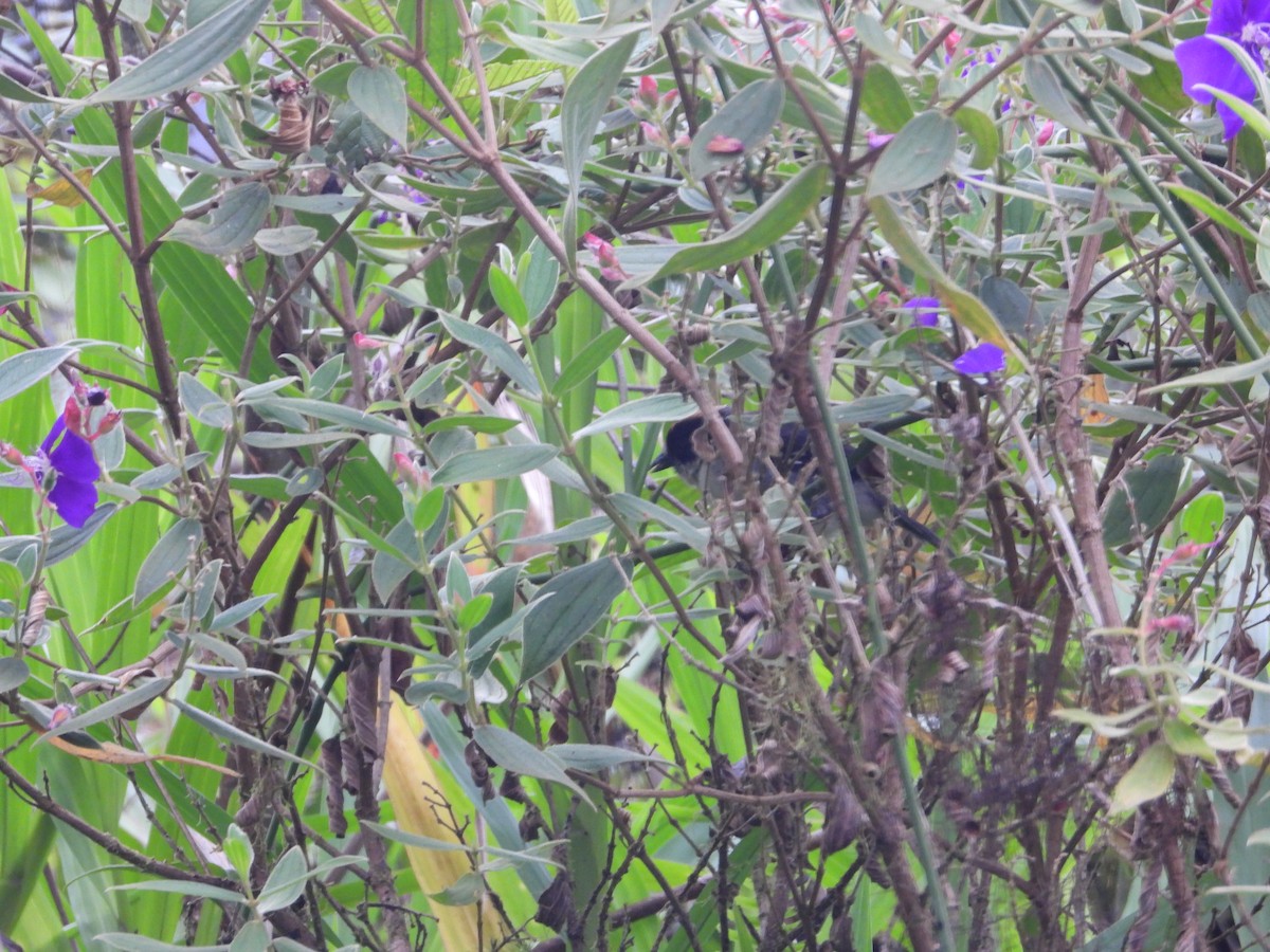 White-winged Brushfinch (White-winged) - Mary Trombley