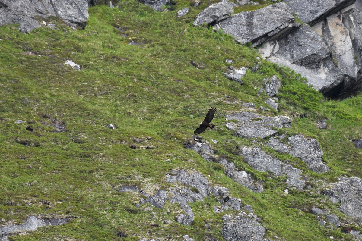 Golden Eagle - Timothy Piranian