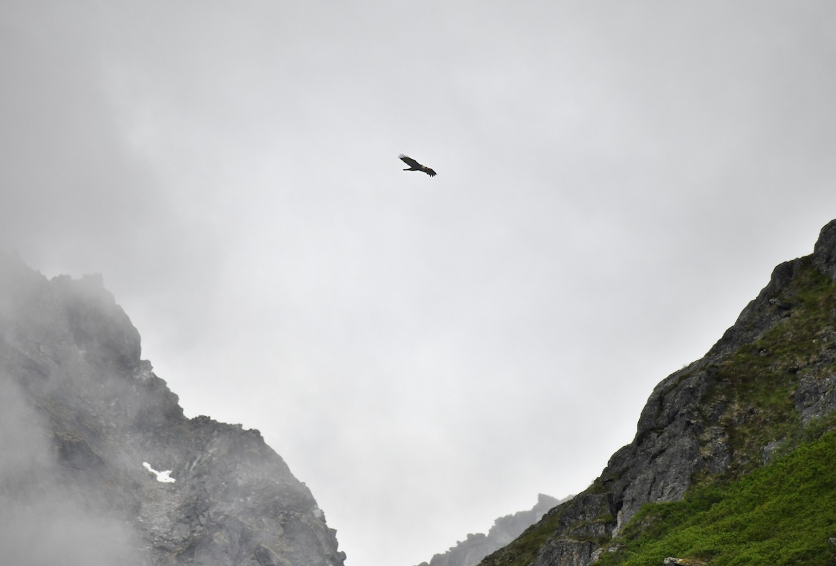 Golden Eagle - Timothy Piranian