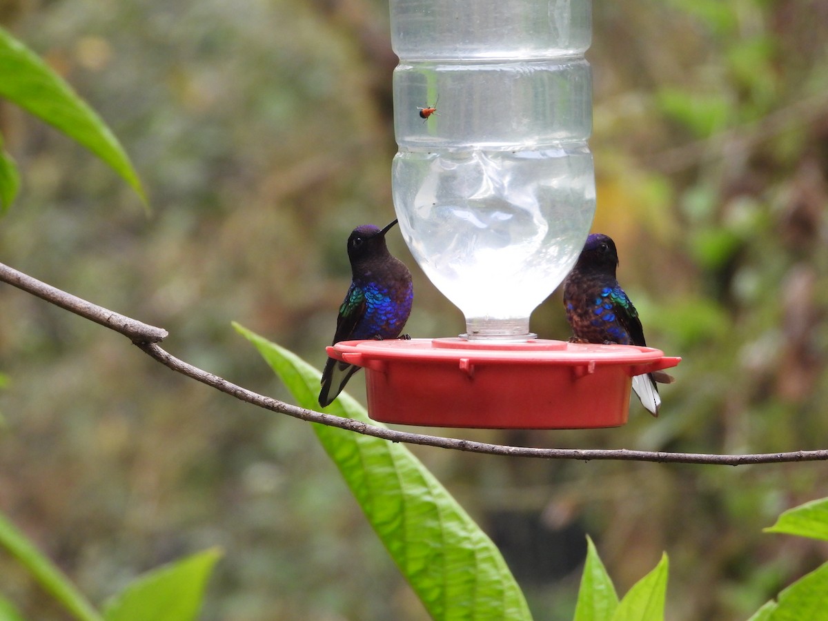 Velvet-purple Coronet - ML594367241