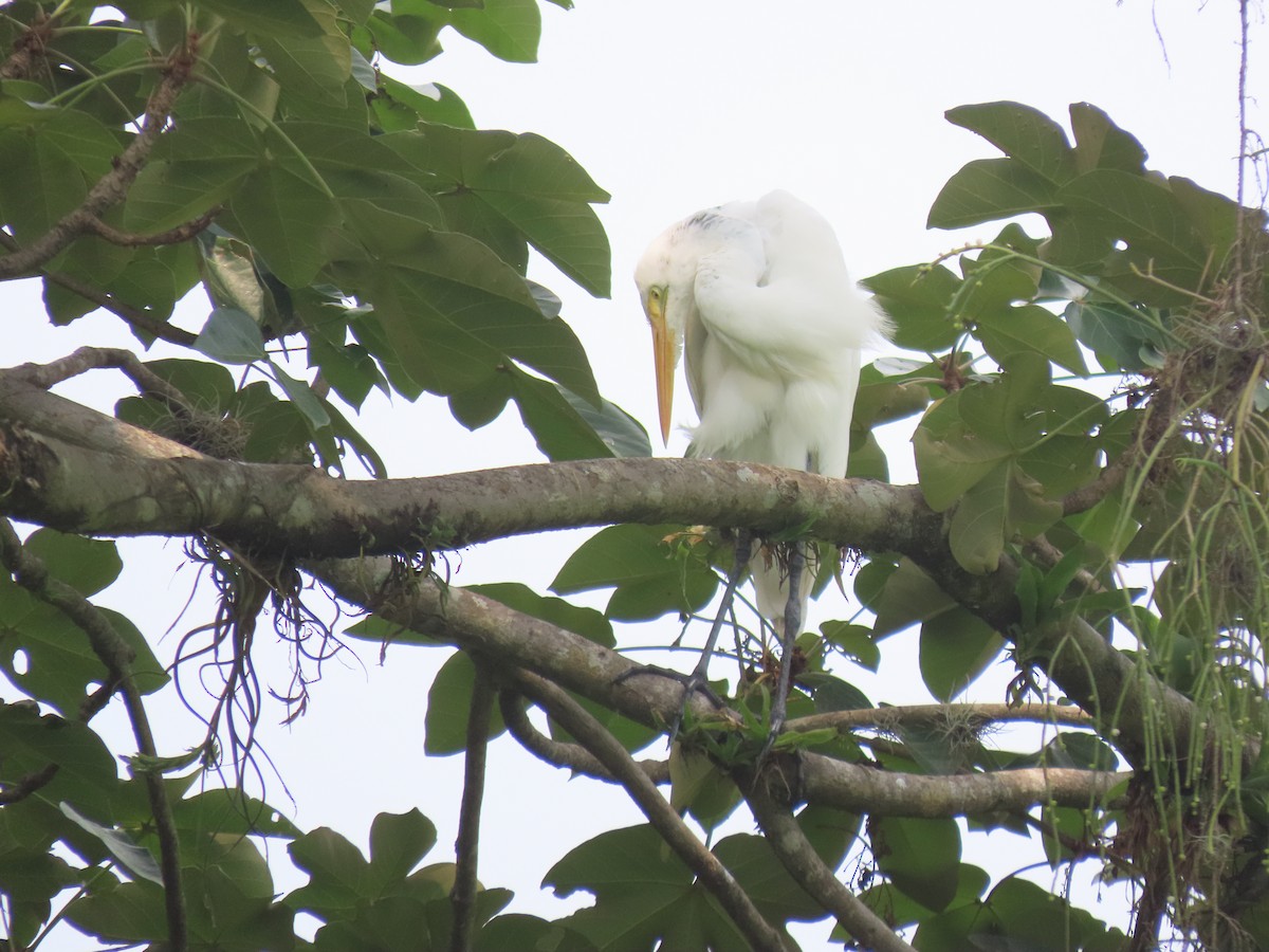 Great Egret - ML594367331