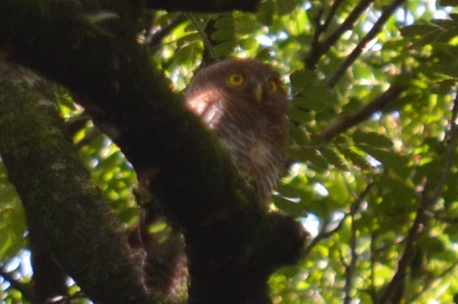 Jungle Owlet - ML594368071