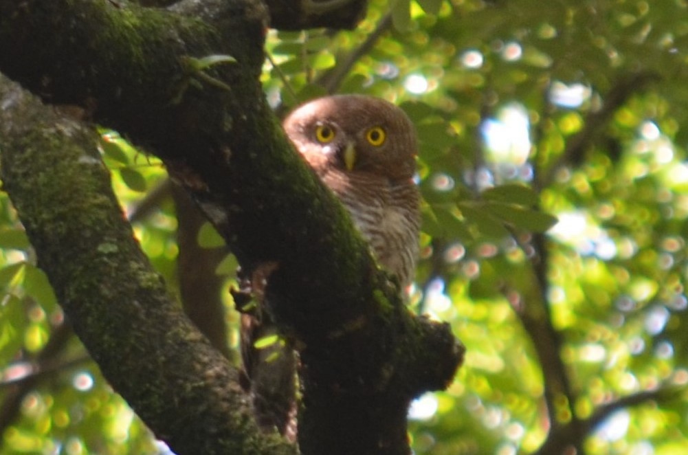 Jungle Owlet - ML594368081