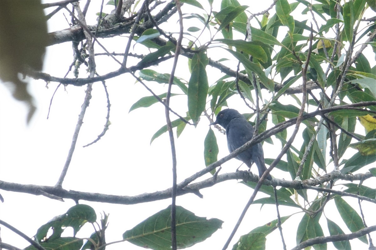 Bluish Flowerpiercer - Ottavio Janni