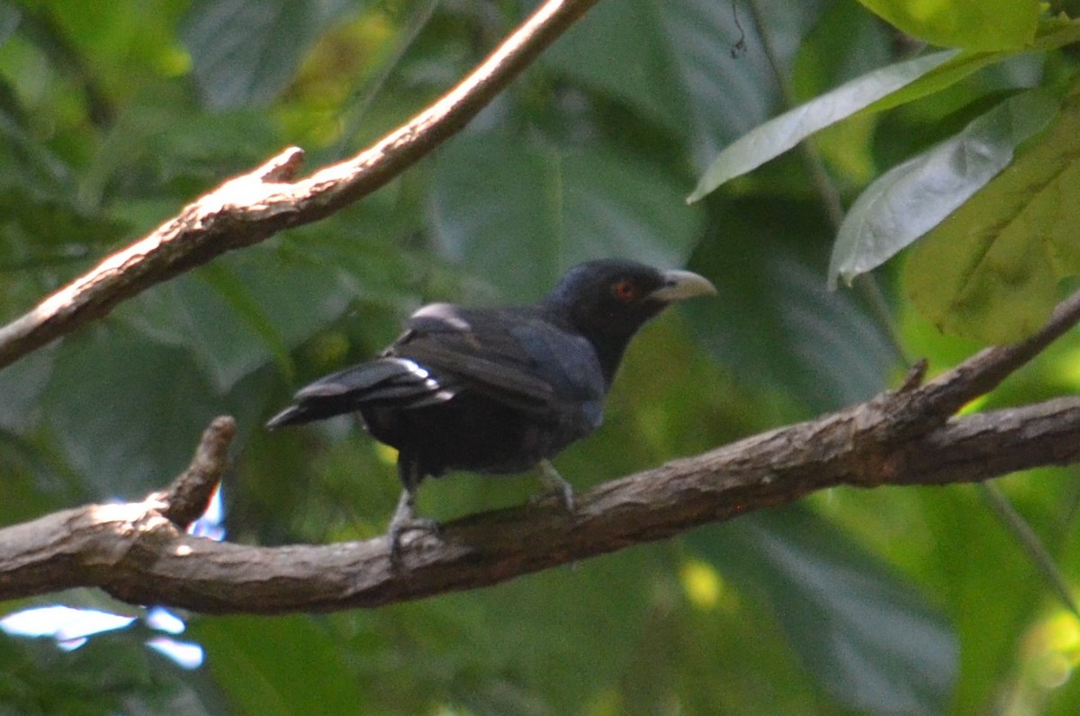 Asian Koel - Lary Brown