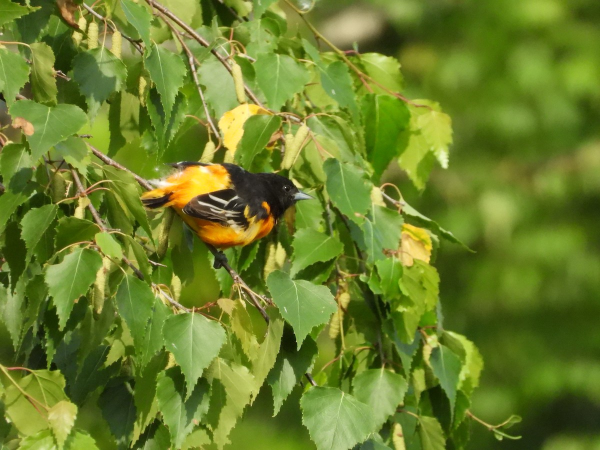 Baltimore Oriole - Jean W. Côté