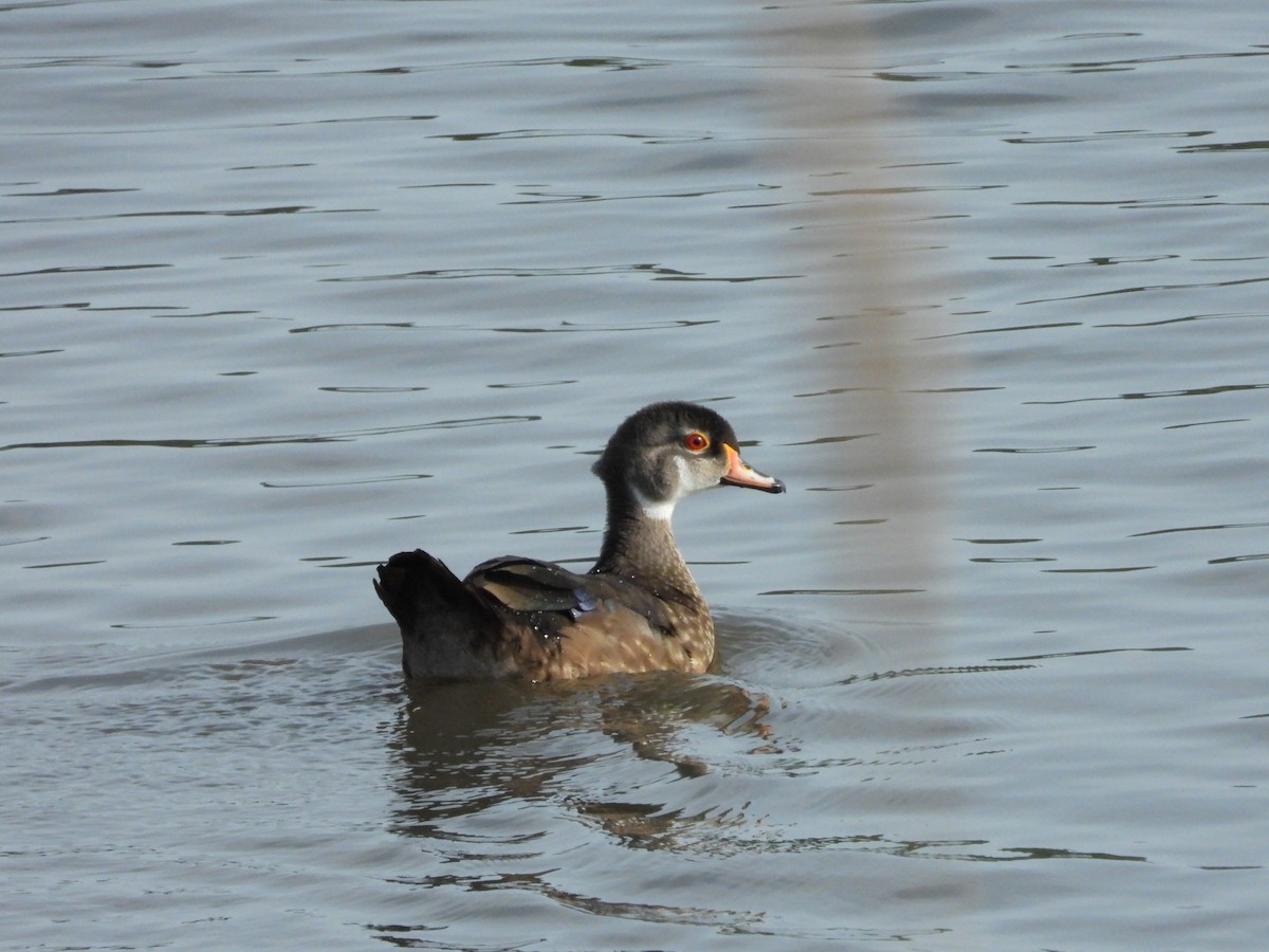 Wood Duck - ML594369401