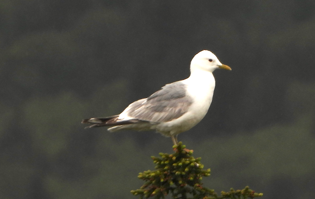 Short-billed Gull - ML594369621