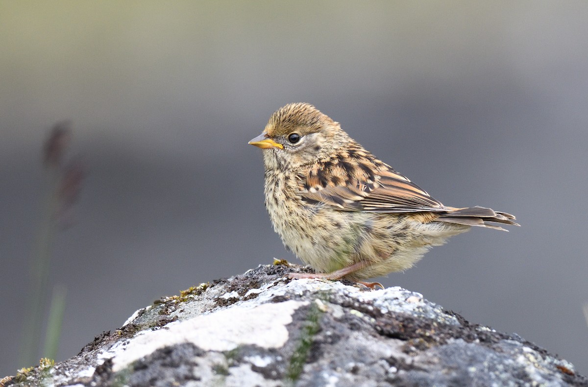 Golden-crowned Sparrow - Timothy Piranian