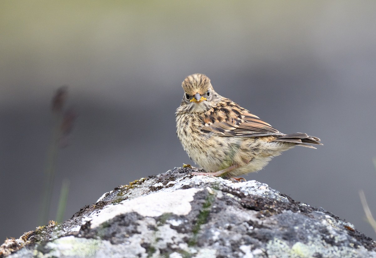 Golden-crowned Sparrow - Timothy Piranian