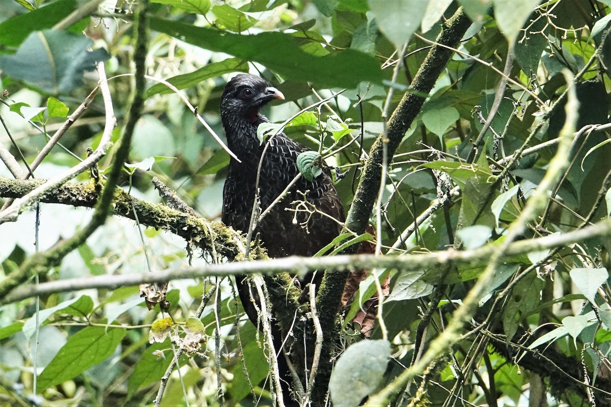 Andean Guan - Ottavio Janni