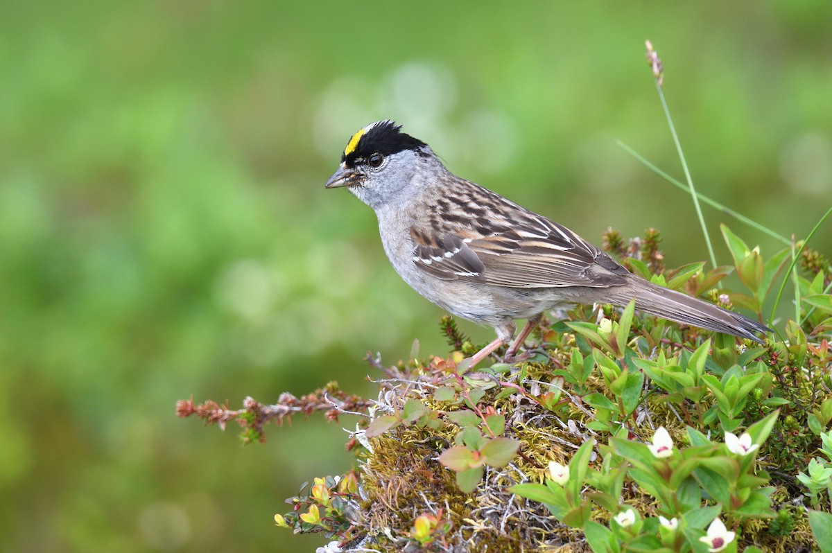 Golden-crowned Sparrow - Timothy Piranian