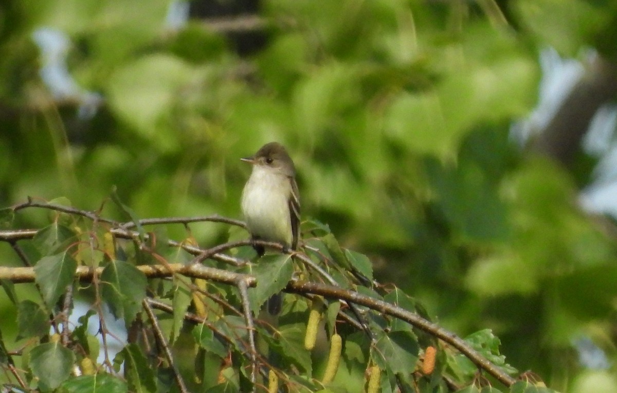 Willow Flycatcher - ML594369981