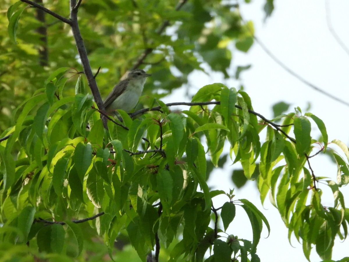 Warbling Vireo - Jean W. Côté