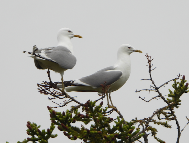 Short-billed Gull - ML594370211