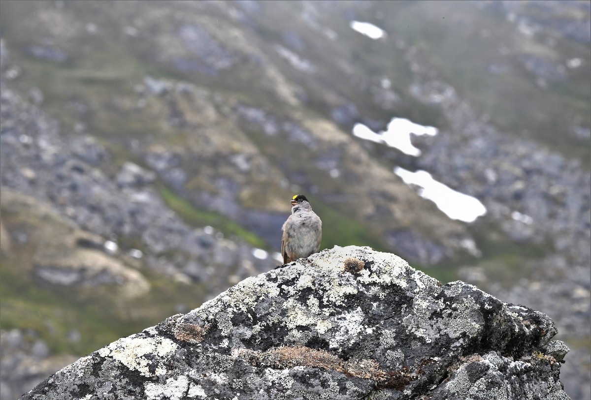 Golden-crowned Sparrow - Timothy Piranian