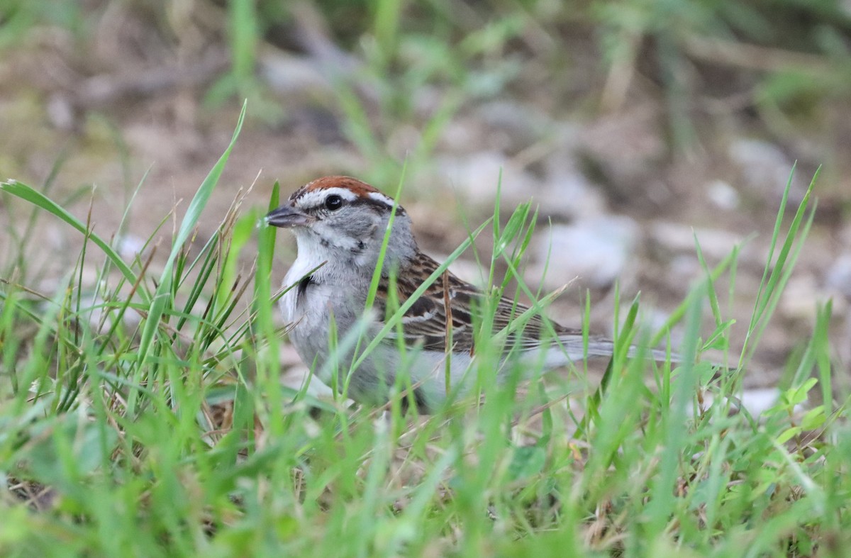 Chipping Sparrow - ML594370931